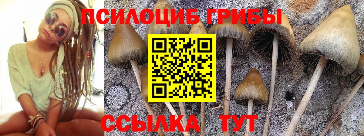 Клинцы  Псилоцибиновые грибы GOLDEN TEACHER  купить   Псилоцибиновые грибы Cubensis  Вход с VPN 